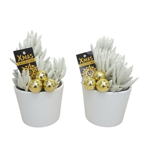 Witte pot opgemaakt met 'natural' Senecio Mont Blanc