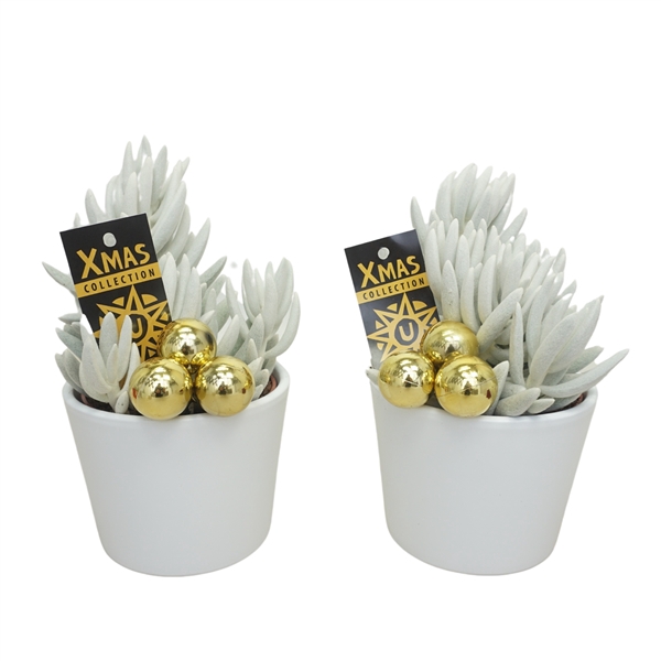 <h4>Witte pot opgemaakt met 'natural' Senecio Mont Blanc</h4>