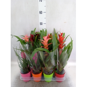 Bromelia   ...mix