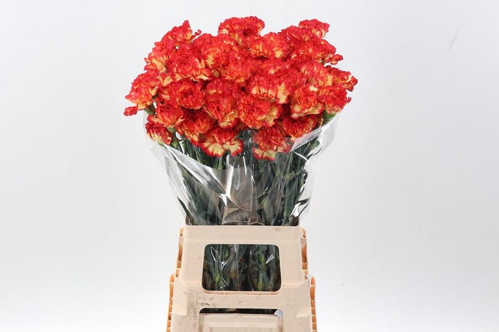 <h4>Di St Zenit hi</h4>