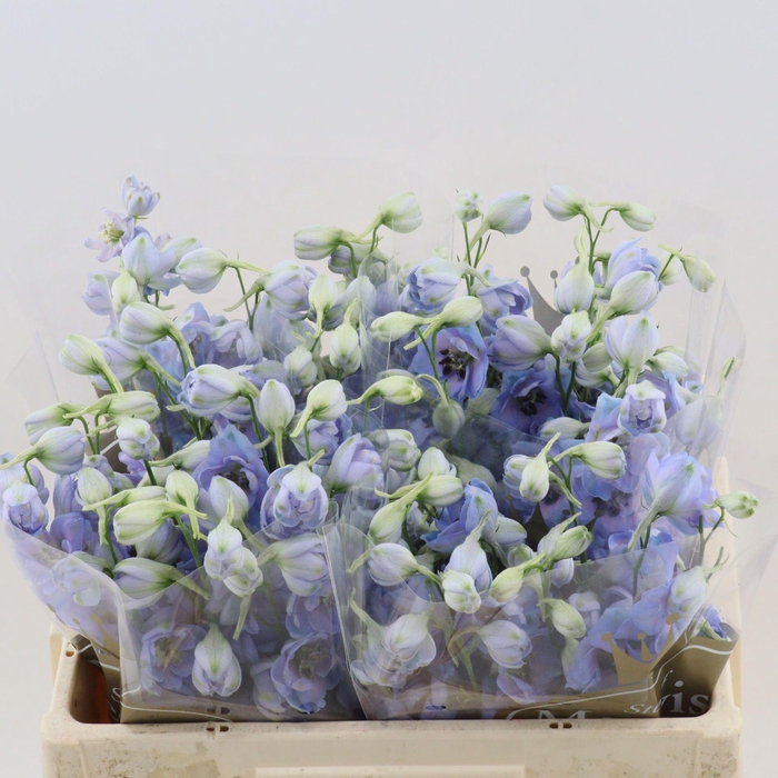 <h4>DELPHINIUM DU 'DEWI AZUL'</h4>