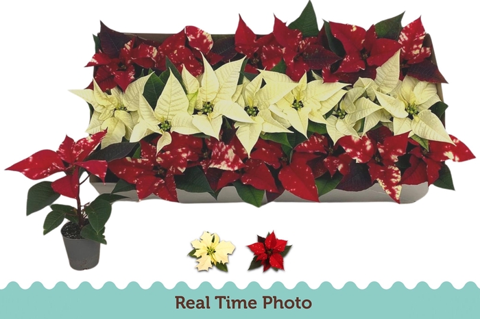 <h4>EUPHOR P GEM</h4>