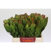 Leucadendron Goldstrike