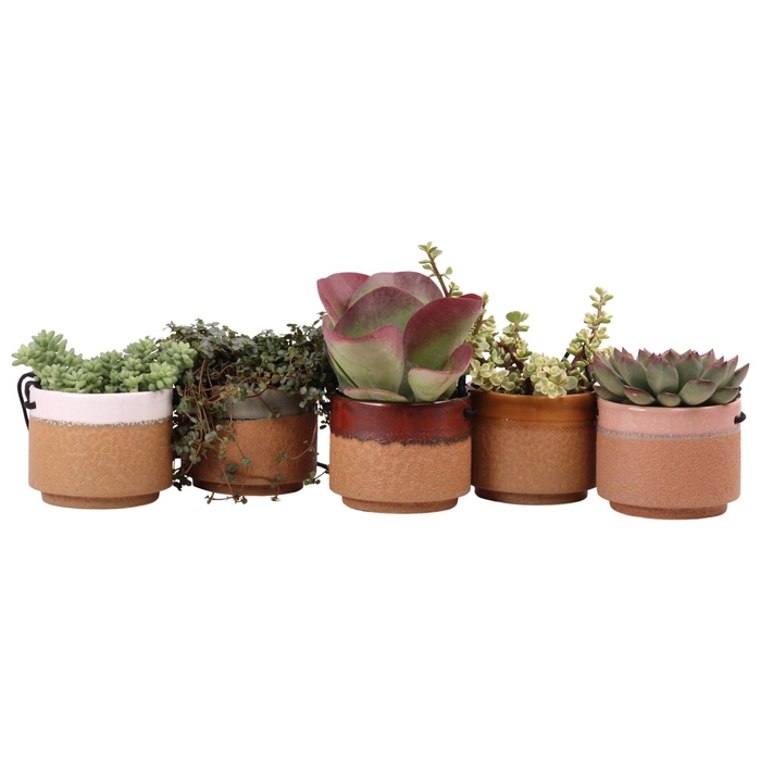 <h4>Succulent mix 10,5 cm in Kota Cina hangpot</h4>