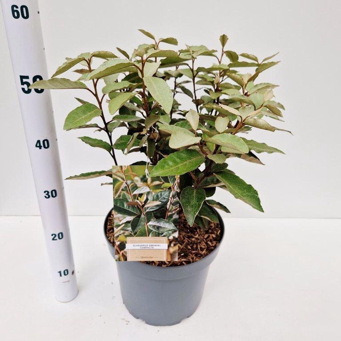 <h4>Elaeagnus ebbingei</h4>