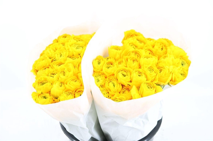 <h4>Ran Ponpon Ex Luna</h4>