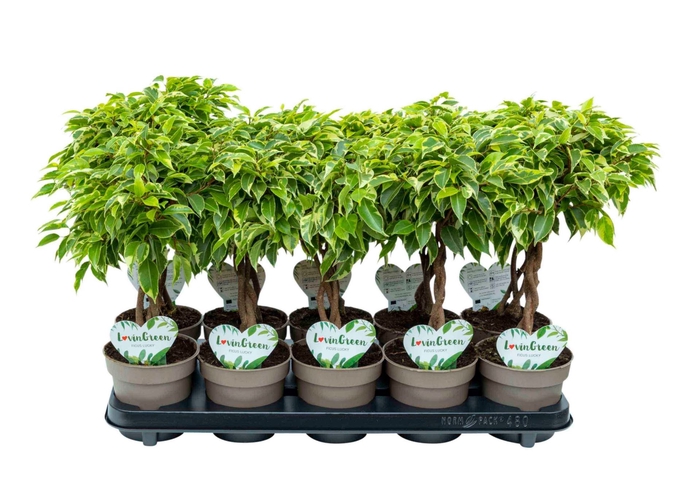 Ficus Bushy King