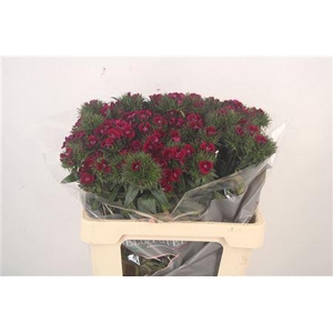 Di Barb Breanthus Elmo Purple