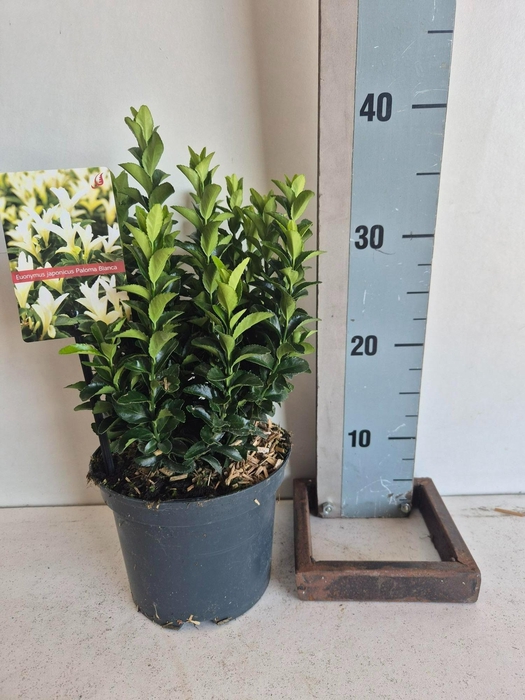 <h4>Euonymus jap Paloma Blanca</h4>