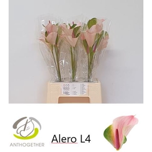 ANTH ALERI AQ