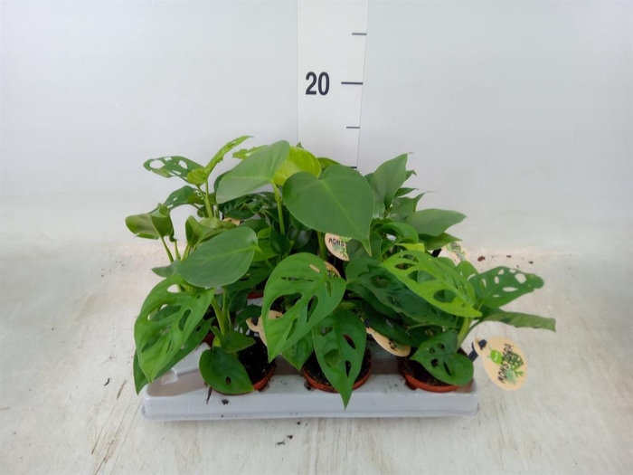 <h4>Monstera ...</h4>