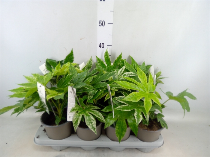 <h4>Fatsia japonica 'Variegata'</h4>