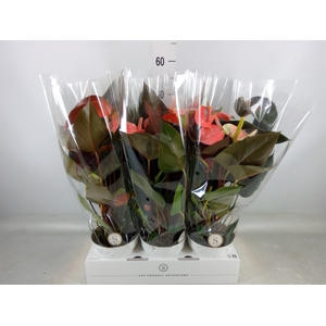 Anthurium andr. 'Rainbow Champion'