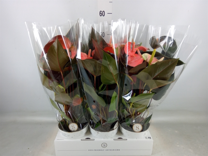 <h4>Anthurium andr. 'Rainbow Champion'</h4>