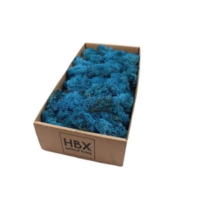 Moss Reindeer Moss 500gr Blue