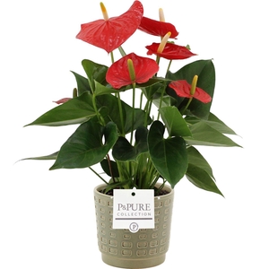 Anthurium Esudo in Pure Floor ceramics