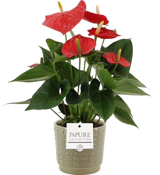 <h4>Anthurium Esudo in Pure Floor ceramics</h4>