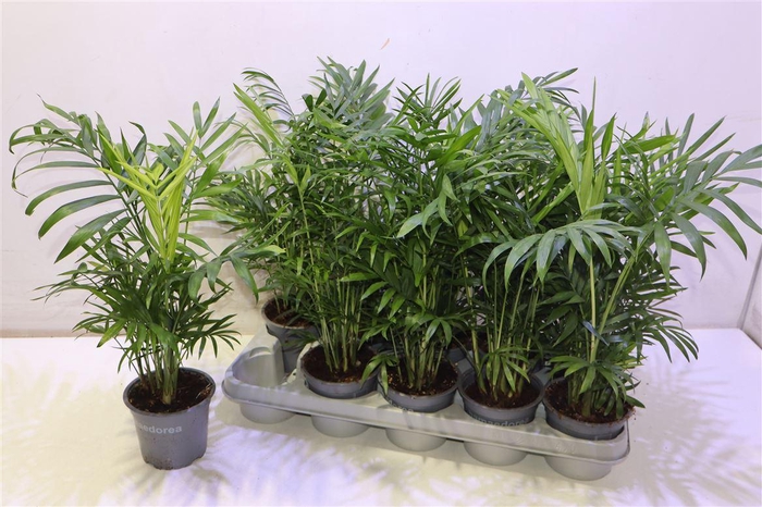 <h4>Chamaed Elegans</h4>