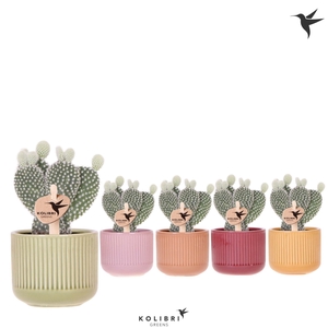 Kolibri Greens Opuntia white in Flare pot mix