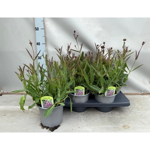 Verbena rigida