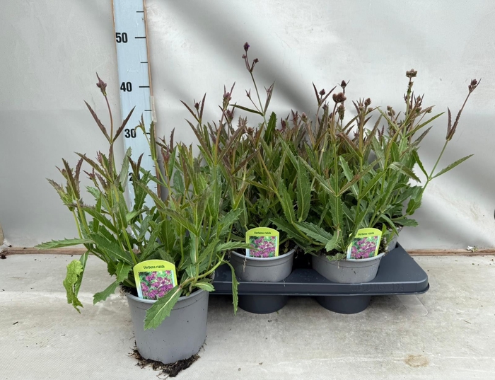 <h4>Verbena rigida</h4>
