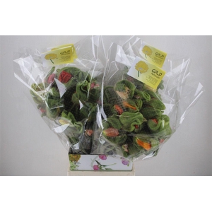 Papaver Mixed Sup Sup P Stem