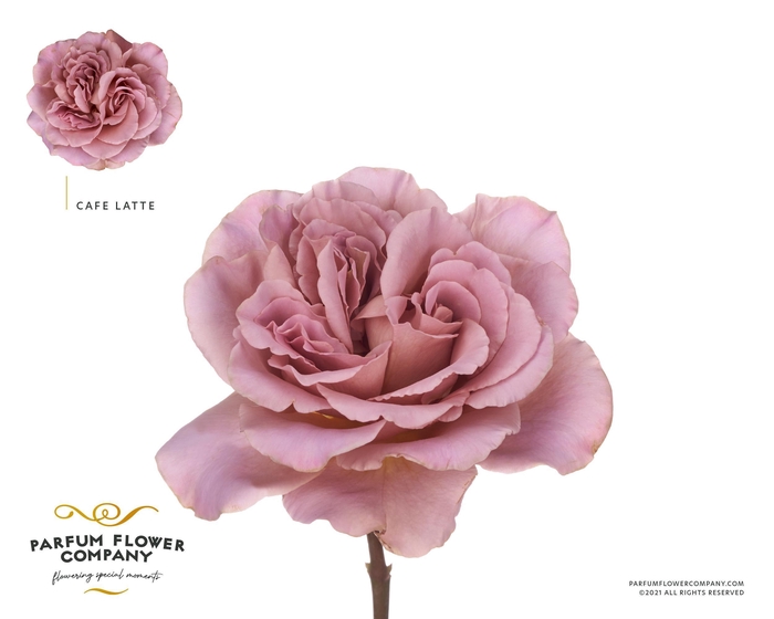 <h4>ROSA PARFUM CAFE LATTE*#</h4>