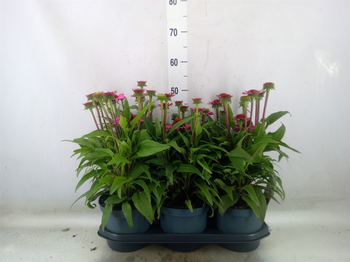 <h4>Echinacea  'SunSeekers Pink'</h4>