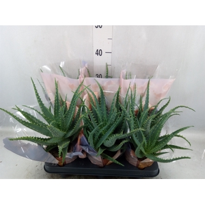 Aloe arborescens