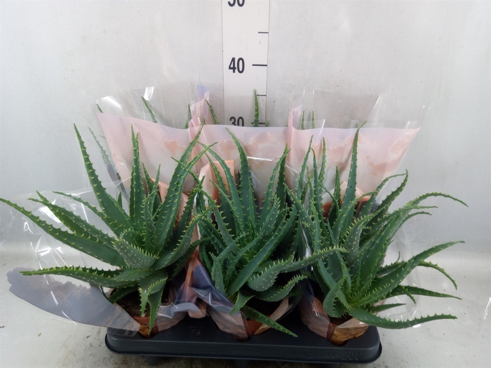 Aloe arborescens