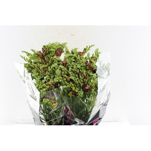 Fr Du Mandarine Orange