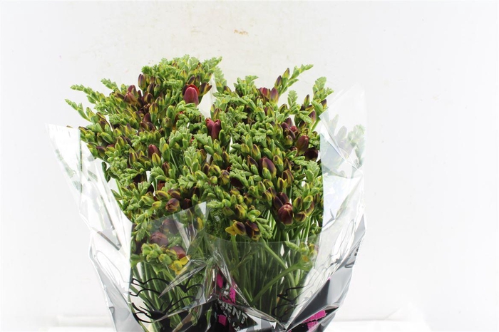 <h4>Fr Du Mandarine Orange</h4>