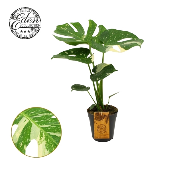 <h4>Monstera Thai constellation 15cm</h4>