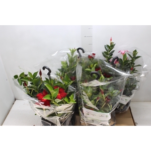 DIPLADENIA C21