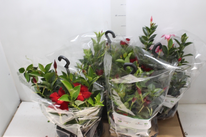 <h4>DIPLADENIA C21</h4>