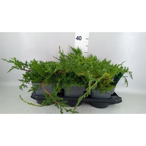 Juniperus squamata 'Blue Carpet'