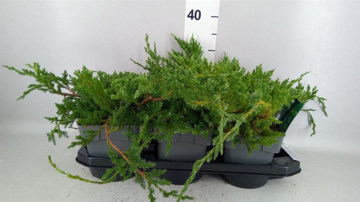 <h4>Juniperus squamata 'Blue Carpet'</h4>