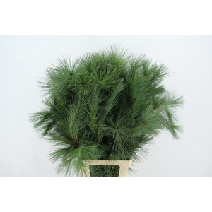 PINUS STROBUS SELECT PER STEM