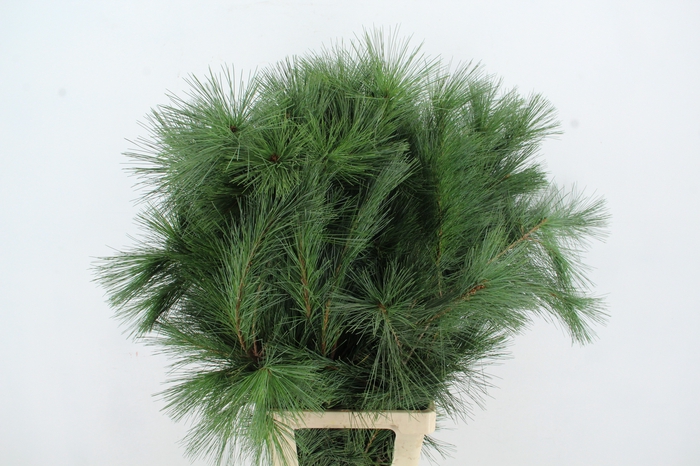 <h4>PINUS STROBUS SELECT PER STEM</h4>