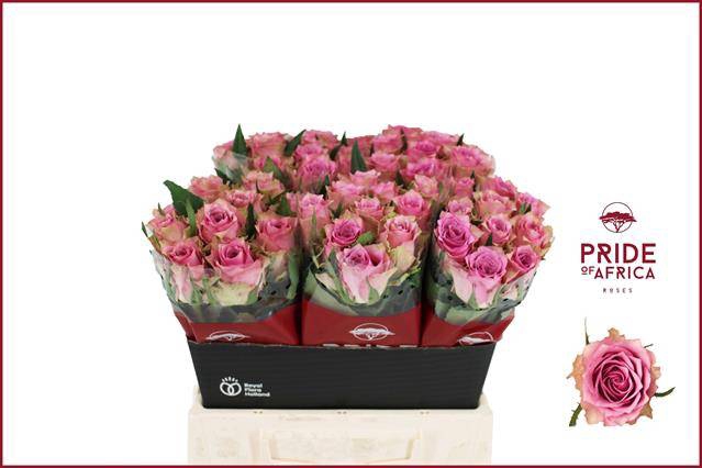 <h4>R GR FLIRT</h4>