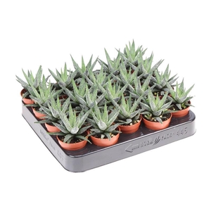 Haworthia Fasciata  Concolor mini AL5019