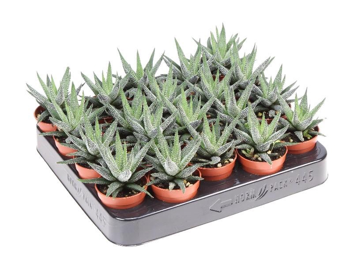 <h4>Haworthia Fasciata  Concolor mini AL5019</h4>