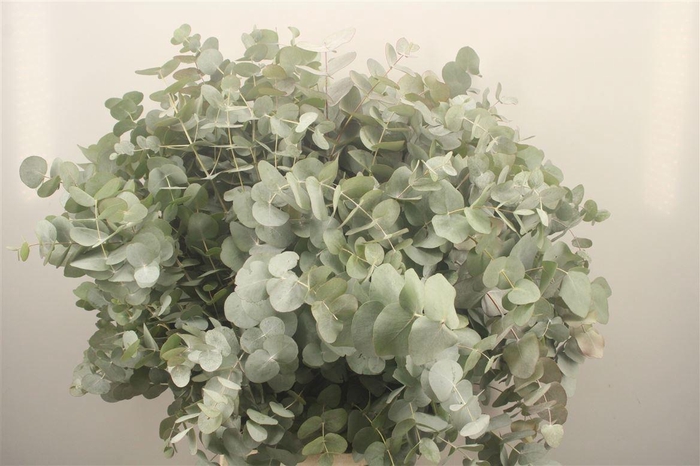 <h4>EUC CINEREA PER BOS</h4>