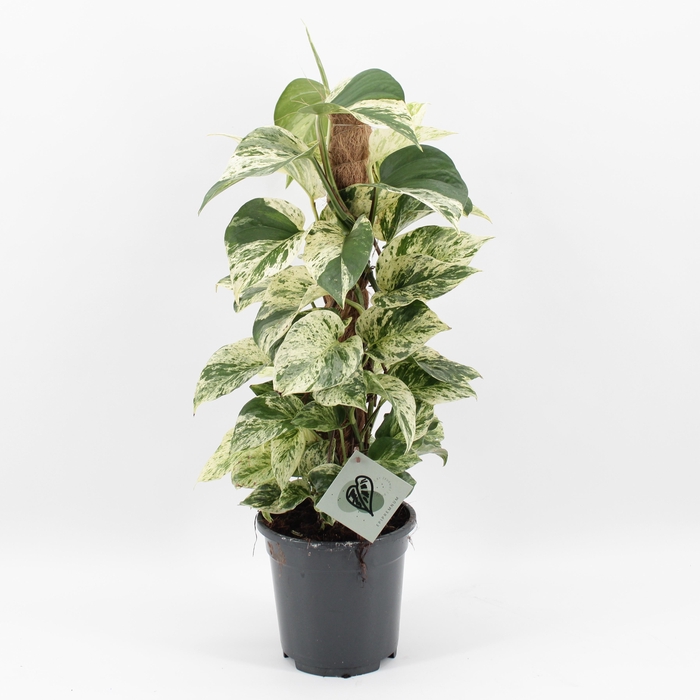 <h4>Epipremnum Snow Leopard</h4>