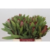 Protea Robijn