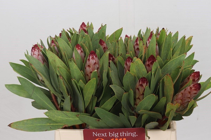 Protea Robijn