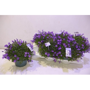 Camp Portenschlagian