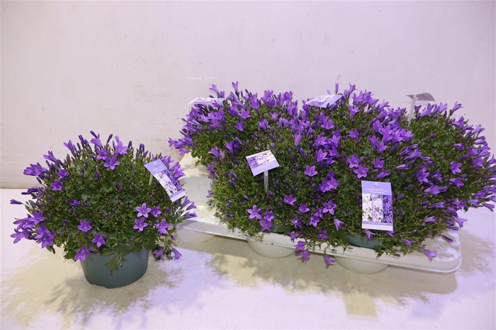 <h4>Camp Portenschlagian</h4>