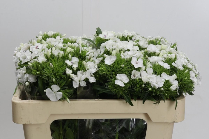 <h4>Dianthus Br White Duke</h4>