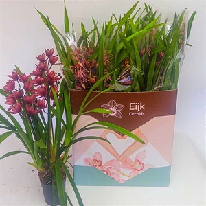 Cymbidium 14Ø 75cm 4st